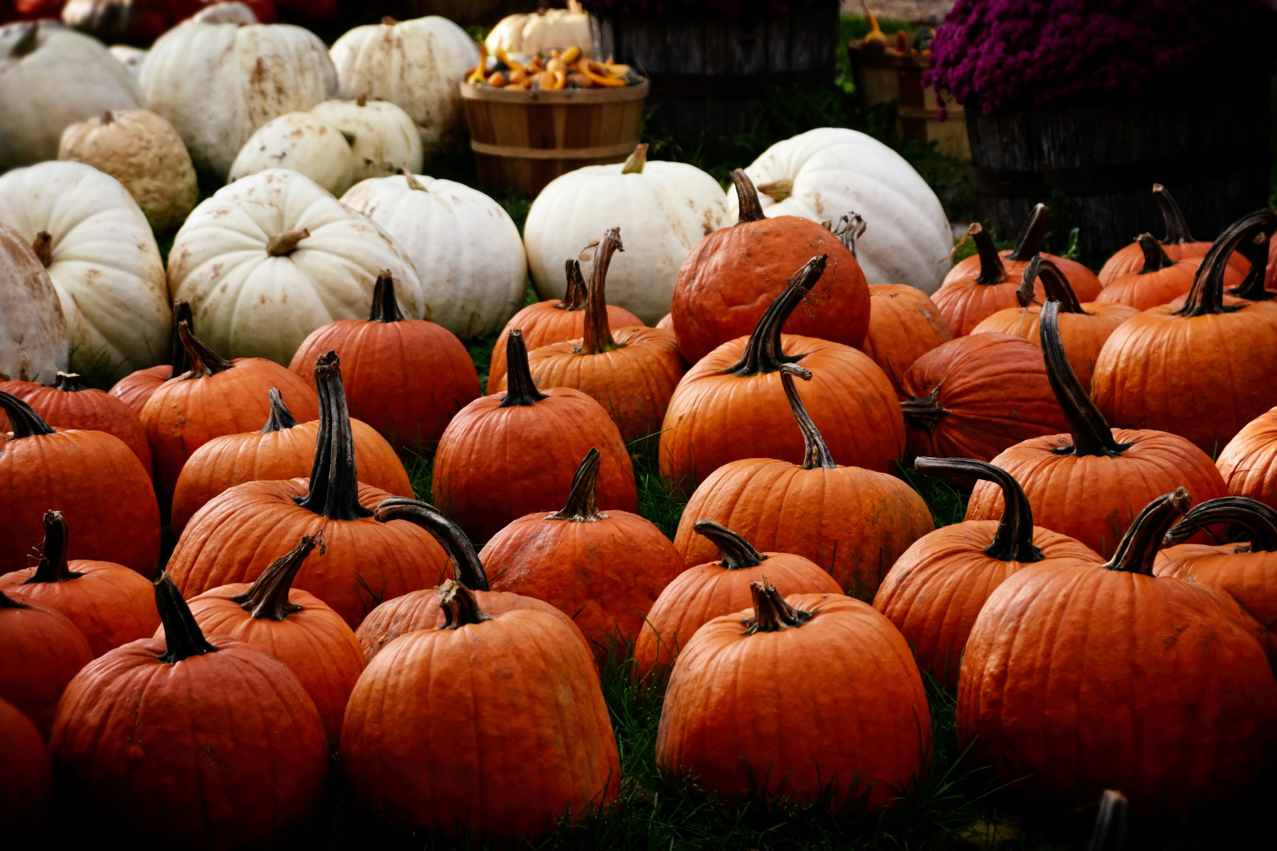 A bruxa tá solta: origem da palavra "Halloween" e mais (Foto: Unsplash).