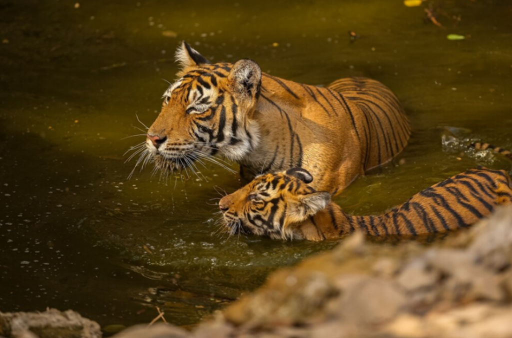 Você sabia que os tigres possuem habilidade de nadar?