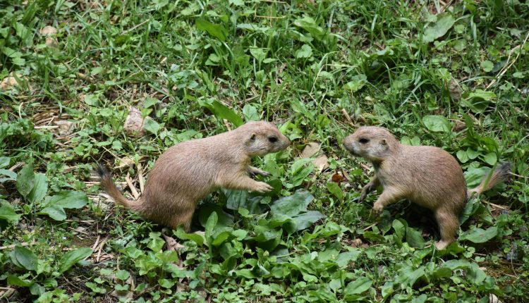 Quase  nunca uma capivara é vista sozinha; você já reparou?