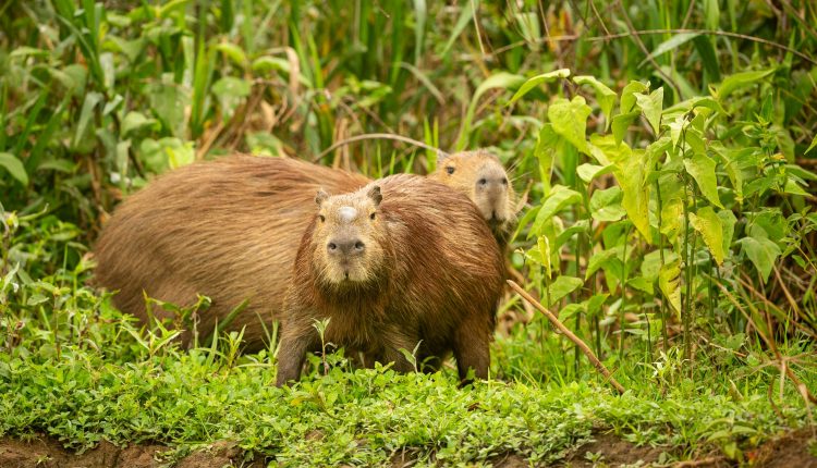 Quase  nunca uma capivara é vista sozinha; você já reparou?