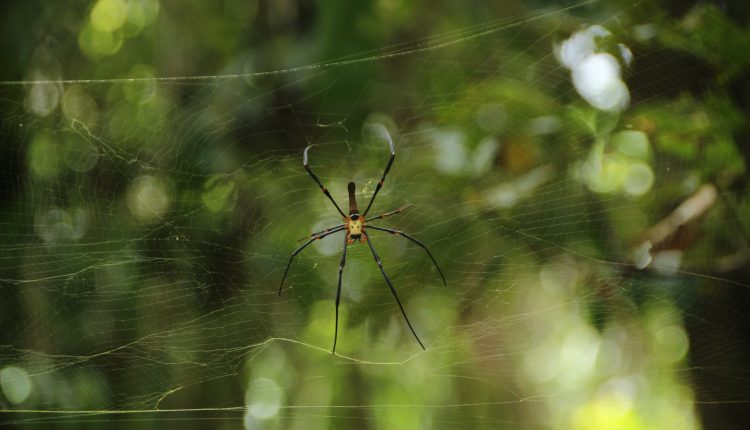 Descubra o que pode significar sonhar com aranha