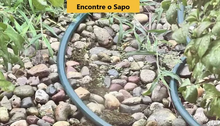 Desafio Visual: será que você encontra o sapo em 10 segundos?