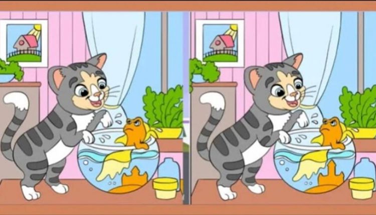 Teste de QI: descubra quais as 3 diferenças na imagem do gatinho