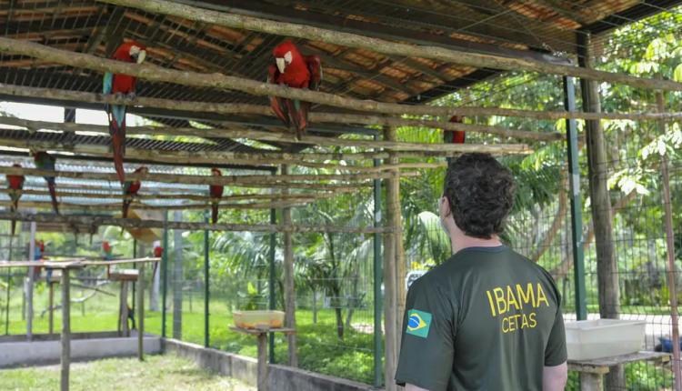 Agente do Ibama trabalhando.