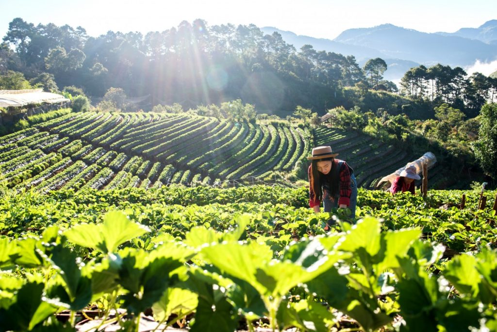 Trabalhadores rurais em uma plantação, simbolizando atividades relacionadas a dívidas do setor agrícola.