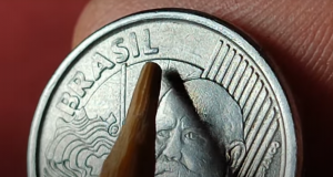 Moeda de 50 centavos de 2011 com erro de cunhagem 'Sil Fraco', mostrando duplicação nas letras 'sil'.