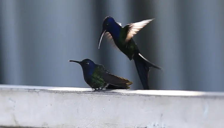 Dois beija-flores em ação, um pousado e outro voando, mostrando as cores vibrantes de suas penas.