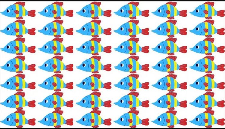 Ilusão de ótico com padrão de peixes coloridos com corpos azuis, listras amarelas e barbatanas vermelhas, organizados em uma grade.