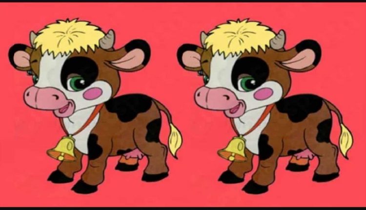 Desenho de duas vacas idênticas com cabelo amarelo e sinos, sobre fundo rosa.