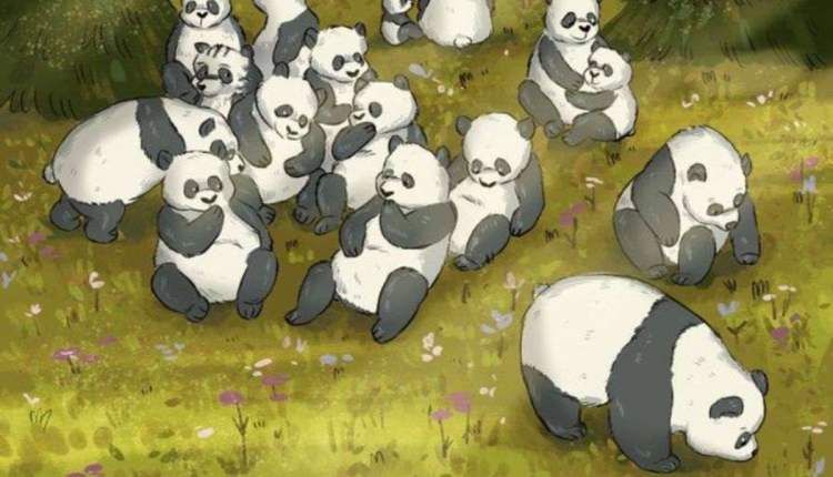 Desafio visual -encontre o guaxinim entre os pandas. Fonte: Jagran Josh.