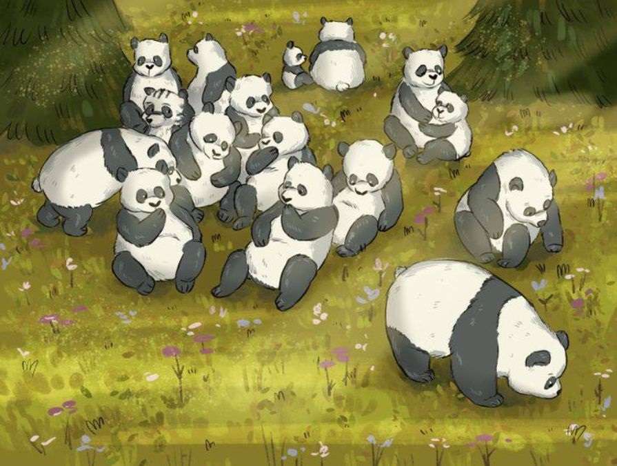 Desafio visual -encontre o guaxinim entre os pandas. Fonte: Jagran Josh.