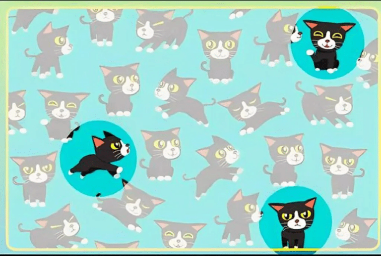 Teste visual com gatinhos fofos em um fundo azul