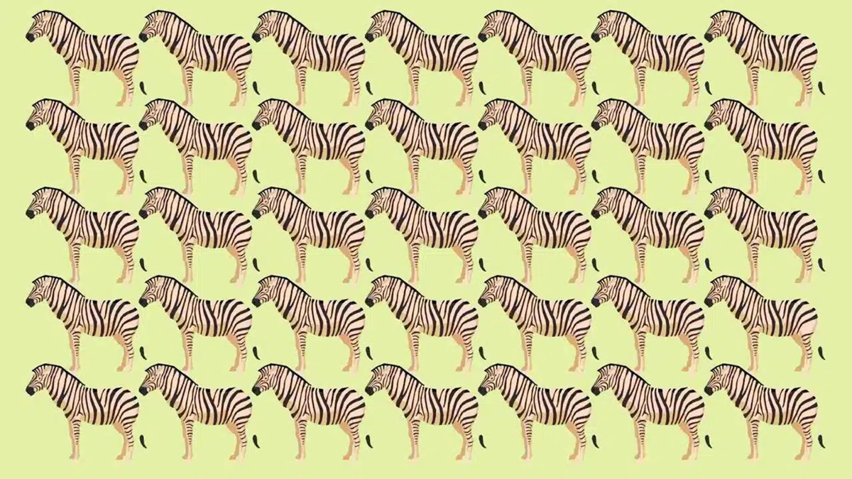 Várias zebras em um padrão, com uma zebra sem listras visível.