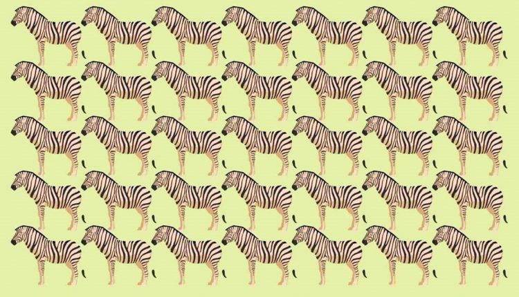 Desafio visual com várias zebras em um padrão, com uma zebra sem listras visível