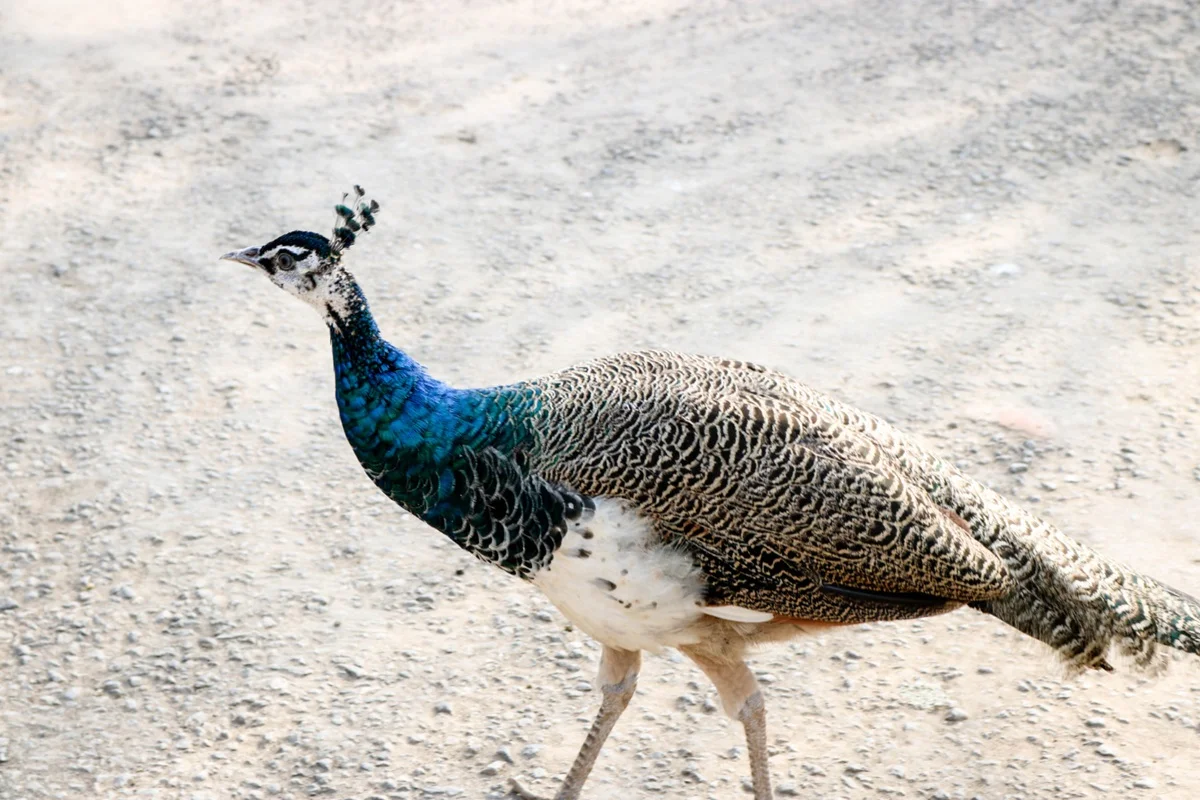 Imagem de pavoa, fêmea do pavão