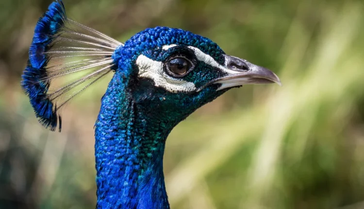 Pavão macho, com sua plumagem exuberante